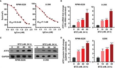 Bortezomib Inhibits Multiple Myeloma Cells by Transactivating ATF3 to Trigger miR-135a-5p- Dependent Apoptosis